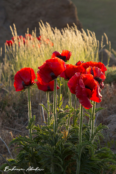 poppy flower of the field by Bahram Abedini