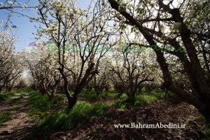 باغ سیب مهرشهر - کرج