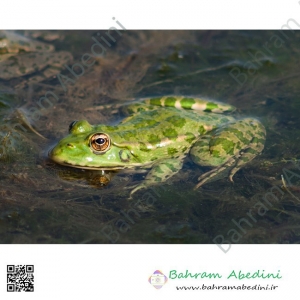 Green pond frog