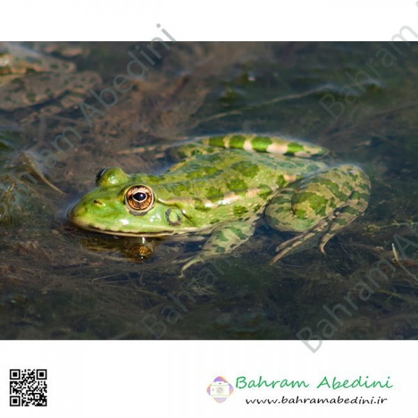 Green pond frog
