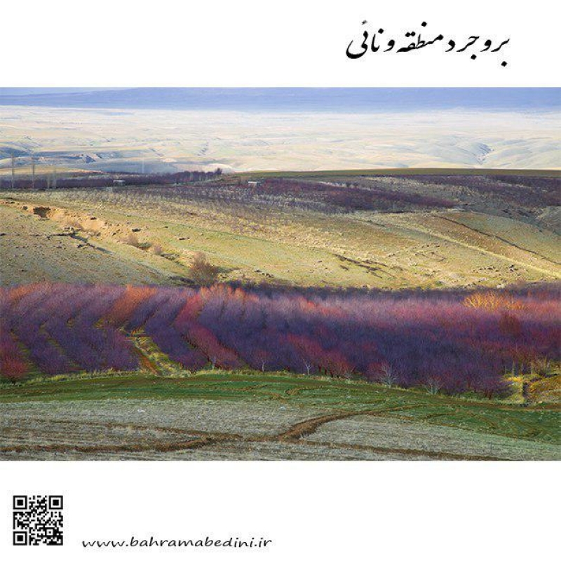 دشت گل های ونایی در بروجرد