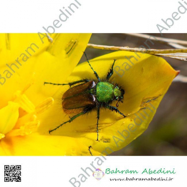 Metalic green beetle