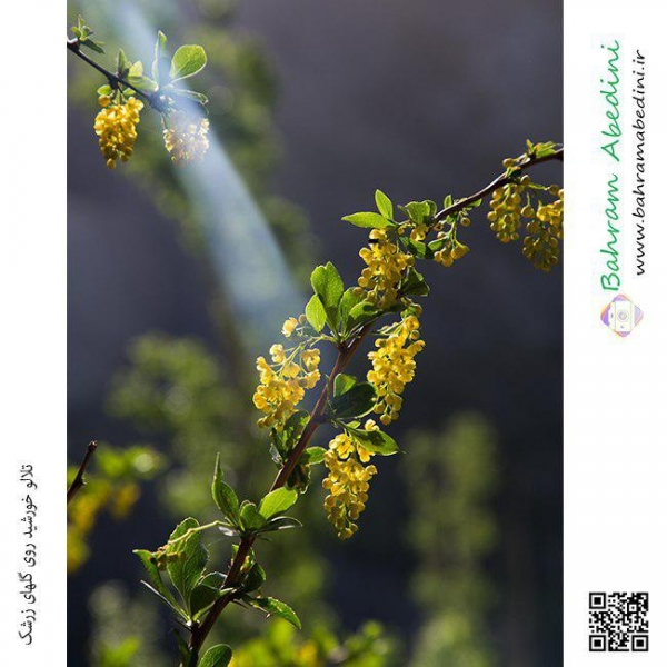 Barberry Plant