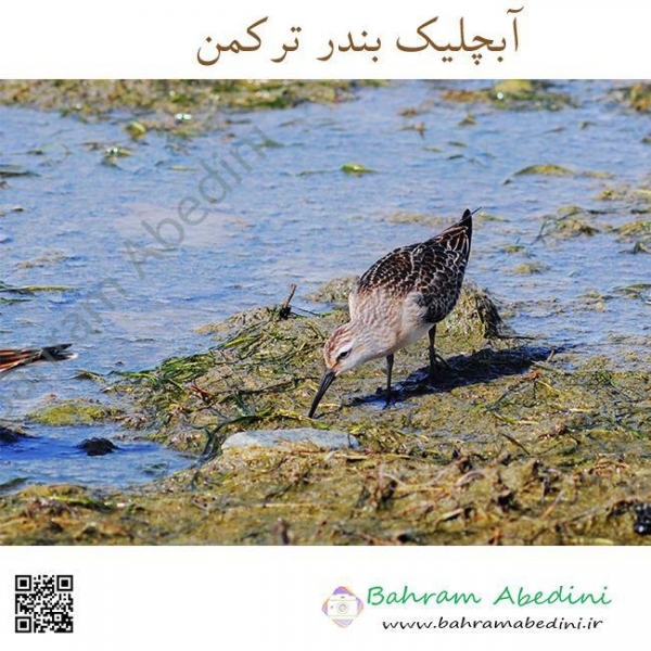 آبچلیک  بندر ترکمن