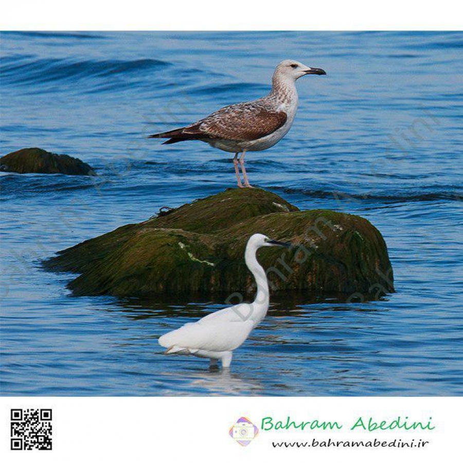 Sea birds of Caspian sea