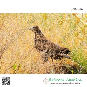 Golden Eagle