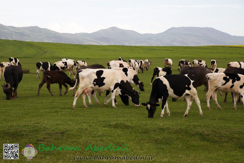 A herd of Cows in Fandoghlou planes, Ardebil, Iran