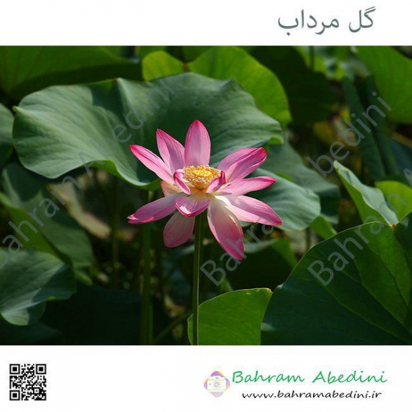 Water lily