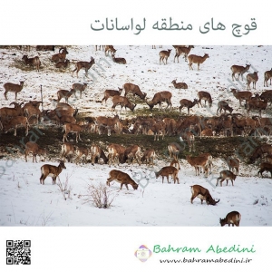 Mountain Mouflons of Iran