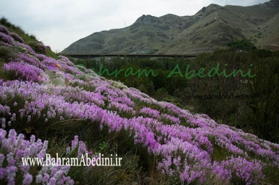 چراهای گردشگری