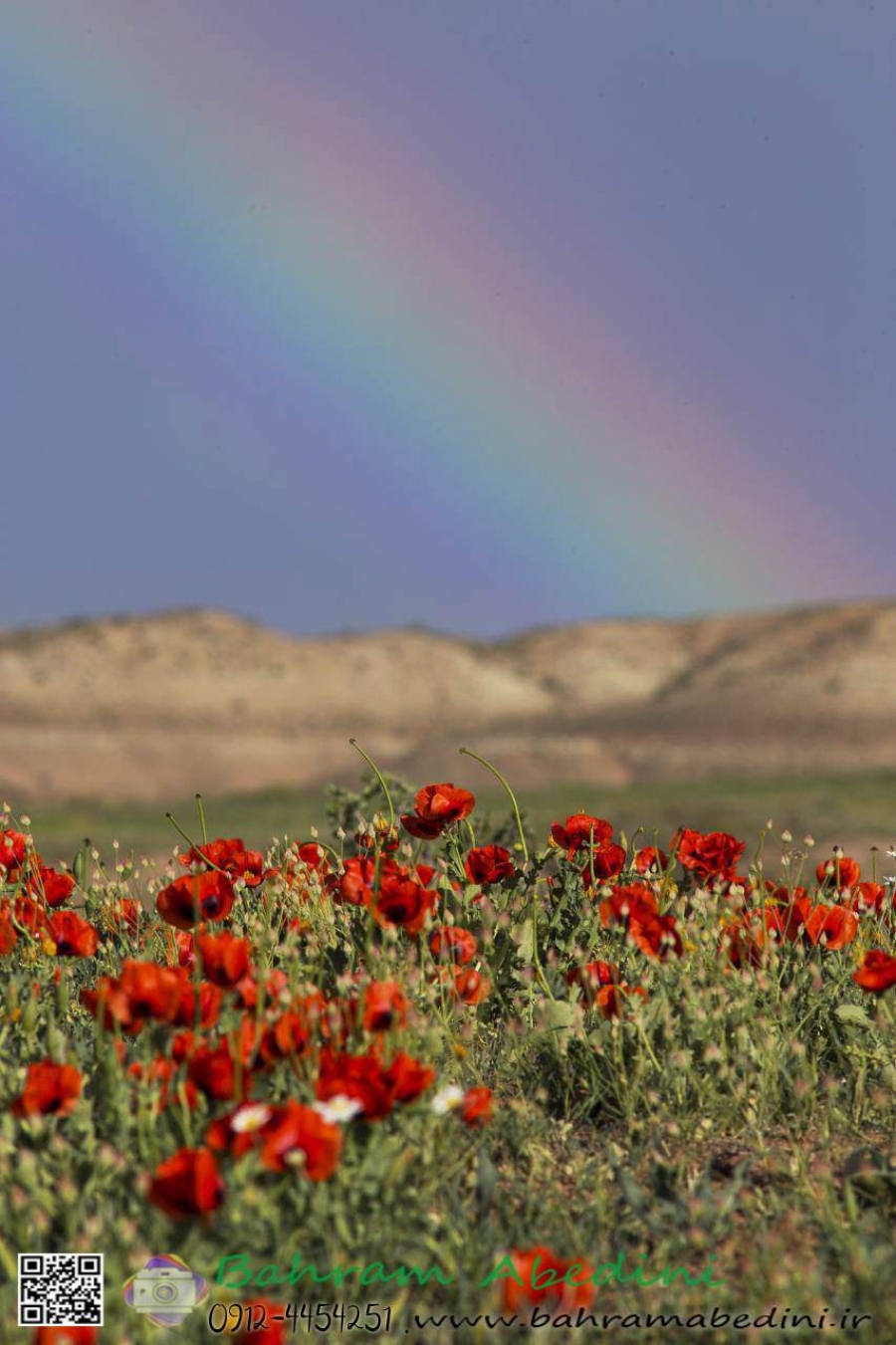 Rainbow over poppy flower field