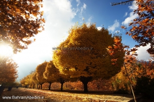 Autumn