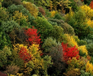 Forrest of Hirkani in Autumn 