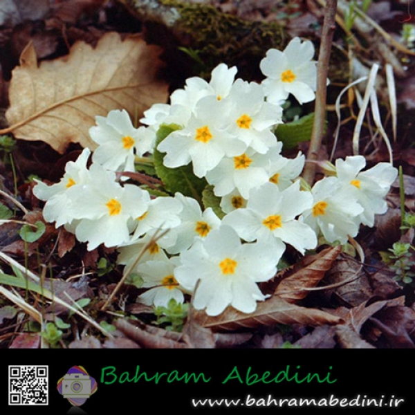 White forget me not flowers of iran