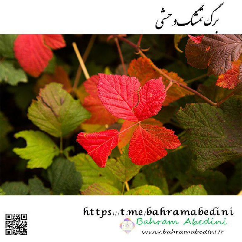 Raspberry leaf