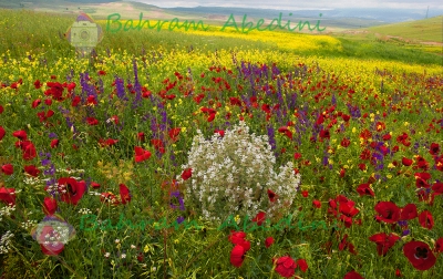 گردشگری پایدار