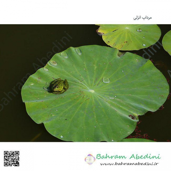 Anzali Lagoon