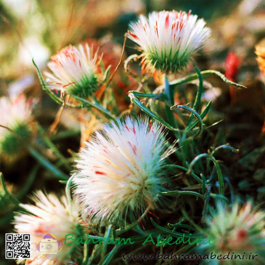 Thorn Flower