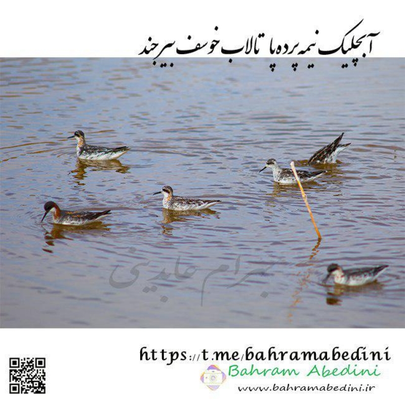 Semipalmated sandpiper , Khosef lake, Iran