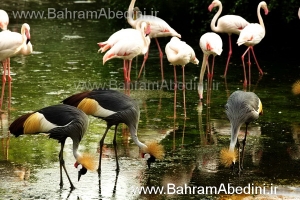 birds