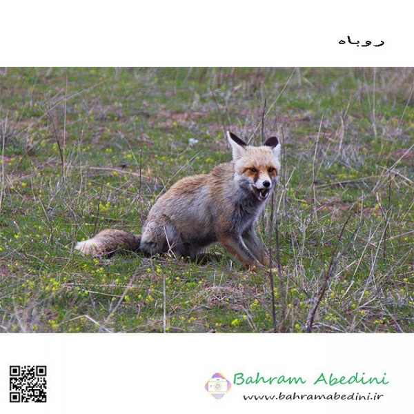 The Iranian Fox