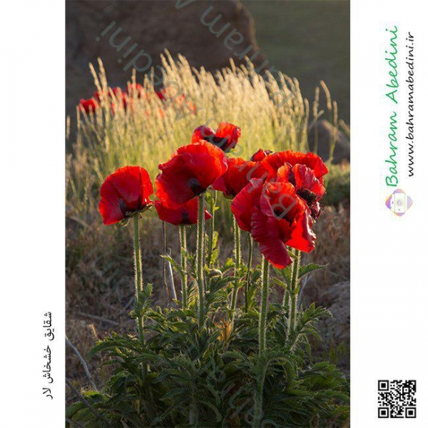 Poppy flowers of "Laar"