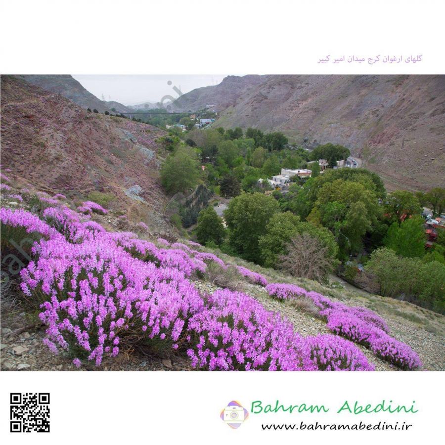 Persian Heather flowers in Karaj