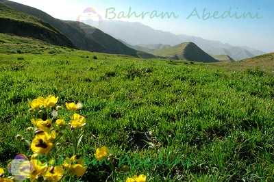دشت ایری